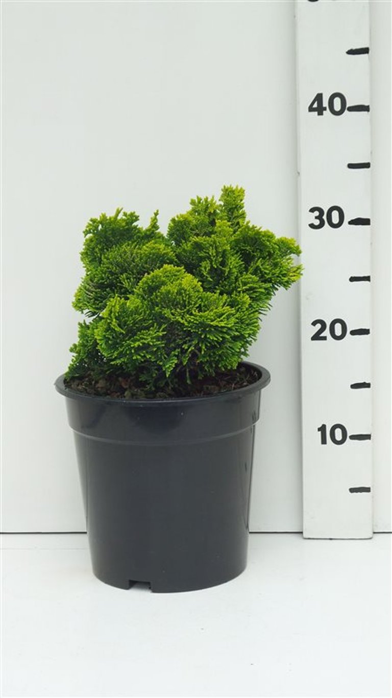 Chamaecyparis o. 'Nana Aurea' - C3 20-25 CM